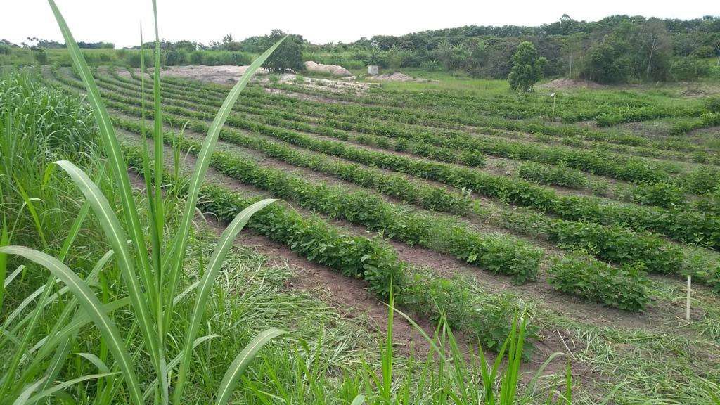 UA - Sítio Benvinda Conatti, Tremembé/SP